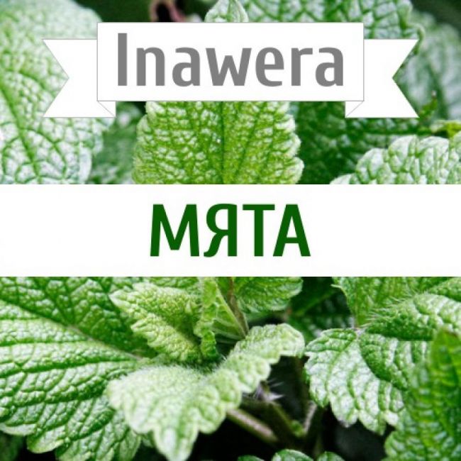 Inawera Мята Inawera Мята