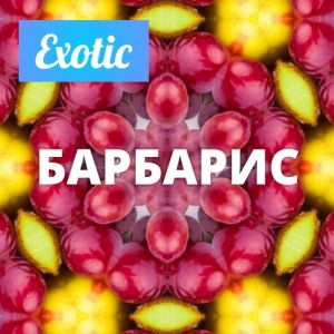 Exotic БАРБАРИС 10мл Exotic БАРБАРИС 10мл